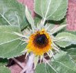  Sunflower just starting to open up