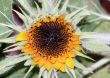  Sunflower just starting to open