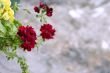 Red geranium