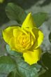 Sunny yellow rose