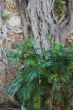 Roots on wall 2