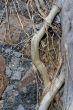 Roots on wall
