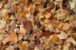 Autumn rug