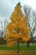 Autumn fall of the leaves