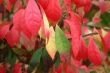 Autumn has come