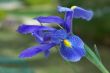 Gentle petals.