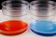Petri dishes in a laboratory