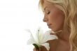 madonna lily
