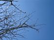 Tree Branches