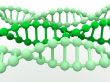 gene in DNA.