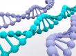 gene in DNA.