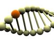 gene in DNA