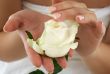 rosebud