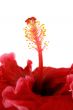Stamen Of Hibiscus 2