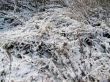 first snow on the grass