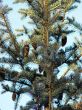 fur tree