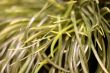 Grass Fronds