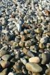 Granite pebbles, rounded by the ocean