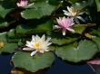 Water lilies
