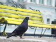 blue pigeon
