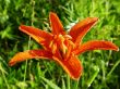 Orange lily
