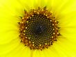Sunflower macro