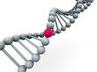 gene in DNA