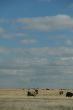 Cattle, big sky