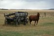 Horses and old  wagon in field