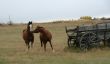 Horses and old  wagon in field