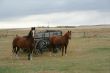 Horses and old  wagon in field