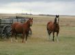 Horses and old  wagon in field