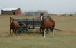 Horses and old  wagon in field