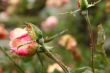 Rosebud, covered with rain drops