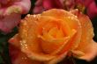 Orange rose with raindrops