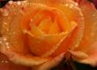 Orange rose with raindrops