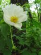 White paeonia