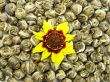 Cosmea on green tea