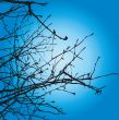 Tree Branches