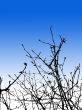 Tree Branches