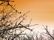 Tree Branches