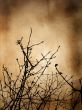Winter Grunge Background