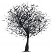 Tree silhouette