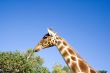Giraffe Close-up