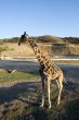 solitary giraffe