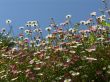 Daisies