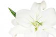 Lily on a white background