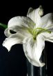 Composition with a lily
