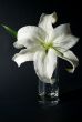 Lily in a glass