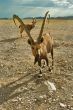 The goat waits the portion